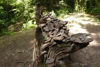 04 Im Wald von Brocéliande  &ndash; &copy; Gabriele Sauer (Eberhardt TRAVEL)