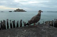 18 St. Malo  &ndash; &copy; Gabriele Sauer (Eberhardt TRAVEL)