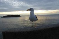 18 St. Malo  &ndash; &copy; Gabriele Sauer (Eberhardt TRAVEL)