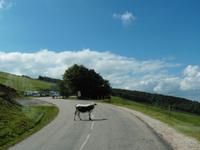 Ein unerwarteter Überraschungsgast auf der Passstraße &ndash; &copy; Sandra Richter (Eberhardt TRAVEL)
