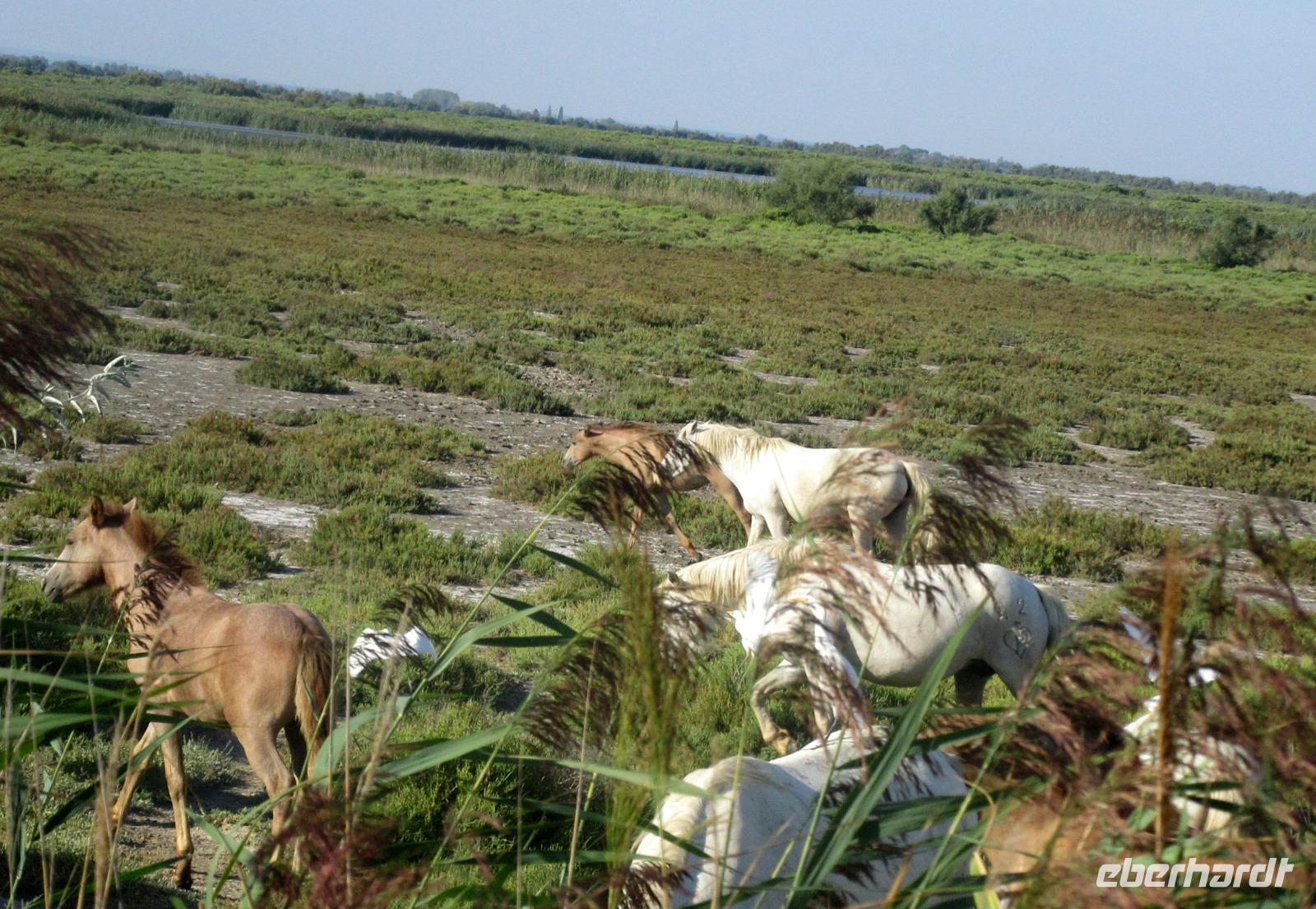 Camargue &ndash; &copy; Peggy Pfützner (Eberhardt TRAVEL)