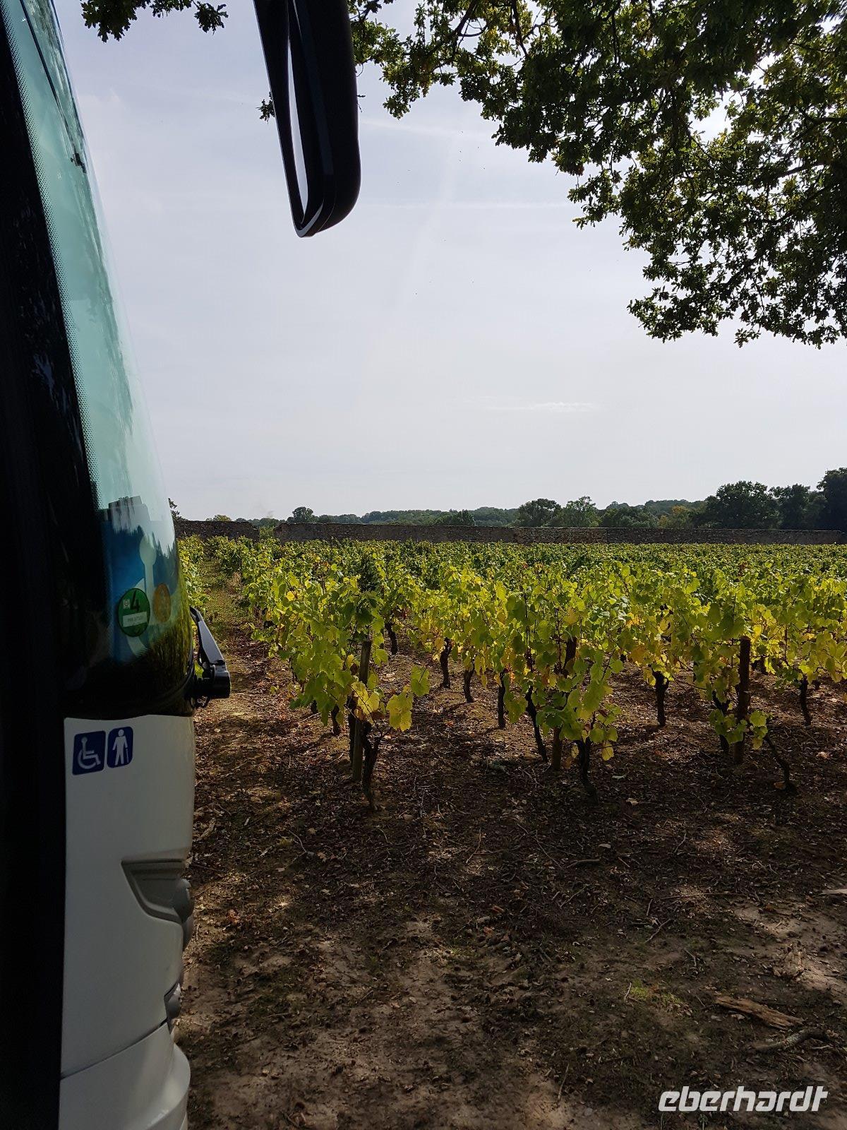 90_Muscadet - Coing &ndash; &copy; Jörg Nesse (Eberhardt TRAVEL)