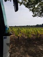 90_Muscadet - Coing