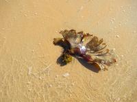 Jersey &ndash; &copy; Maite Floris-Moser (Eberhardt TRAVEL)