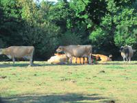 Jersey &ndash; &copy; Maite Floris-Moser (Eberhardt TRAVEL)