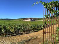 Das Weingut 