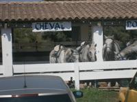 Camargue &ndash; &copy; Barbara Pflicke (Eberhardt TRAVEL)