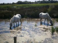 Camargue &ndash; &copy; Barbara Pflicke (Eberhardt TRAVEL)