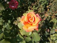 Rose &ndash; &copy; Barbara Pflicke (Eberhardt TRAVEL)