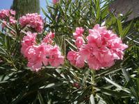 Oleander &ndash; &copy; Barbara Pflicke (Eberhardt TRAVEL)