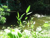 Giverny