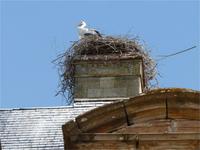 Storchennest