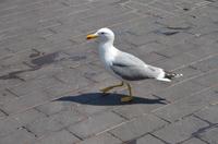 Möwe &ndash; &copy; Helene Johannsen (Eberhardt TRAVEL)