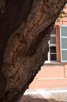 Korkeiche, Fréjus &ndash; &copy; Helene Johannsen (Eberhardt TRAVEL)