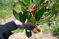 Erdbeerbaum &ndash; &copy; Helene Johannsen (Eberhardt TRAVEL)