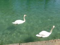 Annecy - Schwäne - Wahrzeichen der Stadt &ndash; &copy; Claudia Bernhardt (Eberhardt TRAVEL)