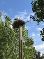 In der Camargue &ndash; &copy; Magda-Viola Hanke (Eberhardt TRAVEL)