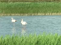 In der Camargue &ndash; &copy; Magda-Viola Hanke (Eberhardt TRAVEL)
