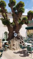 Korsika, Piana, Elefantenfussbaum &ndash; &copy; Ria Heilmann (Eberhardt TRAVEL)