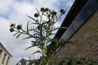 3.Tag, Vannes  &ndash; &copy; Gabriele Sauer (Eberhardt TRAVEL)