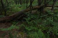 3.Tag, Wanderung im Wald von Brocéliande 