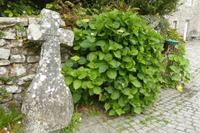 6.Tag, Locronan  &ndash; &copy; Gabriele Sauer (Eberhardt TRAVEL)