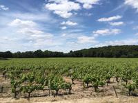Muscadet &ndash; &copy; Roswitha Zytowski (Eberhardt TRAVEL)