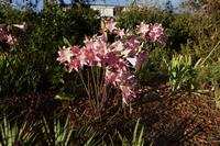  Jersey, Amaryllis belladonna &ndash; &copy; Gabriele Sauer (Eberhardt TRAVEL)