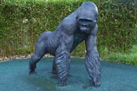 Jersey, Gorilla Jambo (1961-1992) &ndash; &copy; Gabriele Sauer (Eberhardt TRAVEL)