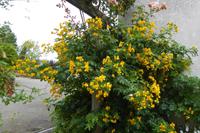 Jersey, der Garten der Susan Lea &ndash; &copy; Gabriele Sauer (Eberhardt TRAVEL)