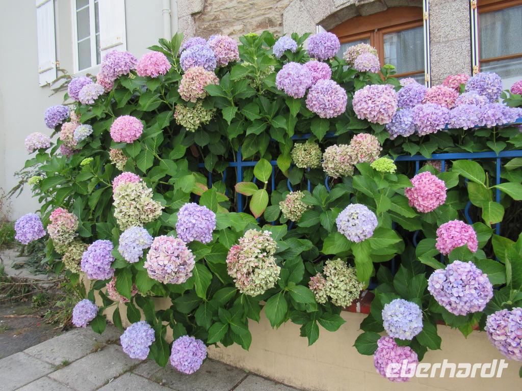  Concarneau &ndash; &copy; Maite Floris-Moser (Eberhardt TRAVEL)