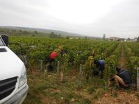 Weinlage Clos Vougeot &ndash; &copy; Dr. Michael Krause (Eberhardt TRAVEL)