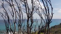 Spuren des Brandes am Cap Taillat  &ndash; &copy; Maja Petermann (Eberhardt TRAVEL)