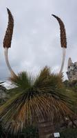 Blühender Kaktus im exotischen Garten in Eze Village &ndash; &copy; Maja Petermann (Eberhardt TRAVEL)