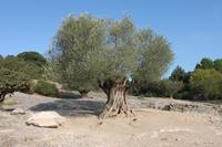 Alter Olivenbaum bei der Pont du Gard