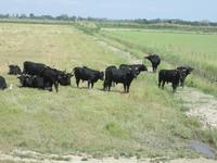 Camargue &ndash; &copy; Barbara Mihut (Eberhardt TRAVEL)