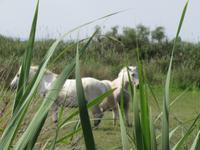 Camargue &ndash; &copy; Barbara Mihut (Eberhardt TRAVEL)