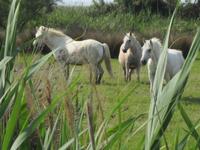 Camargue &ndash; &copy; Barbara Mihut (Eberhardt TRAVEL)