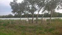 Camargue-Pferde &ndash; &copy; Andrea Becker (Eberhardt TRAVEL)