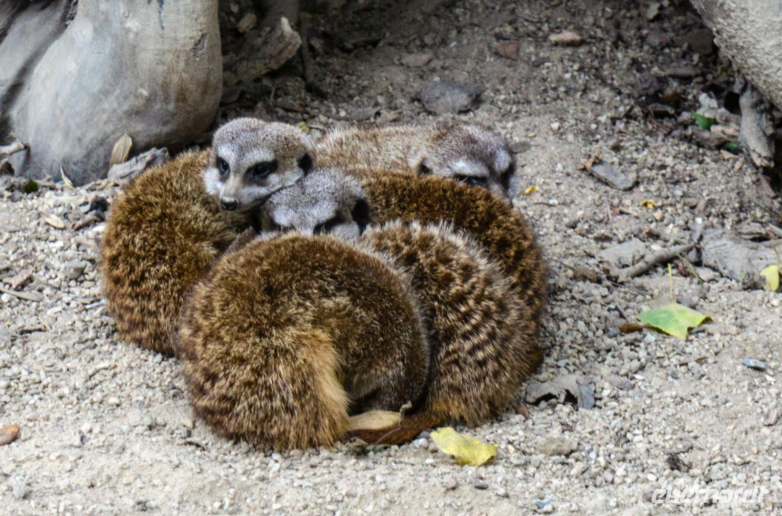 Tap 8 Zoo von Champrépus &ndash; &copy; Gabriele Sauer (Eberhardt TRAVEL)