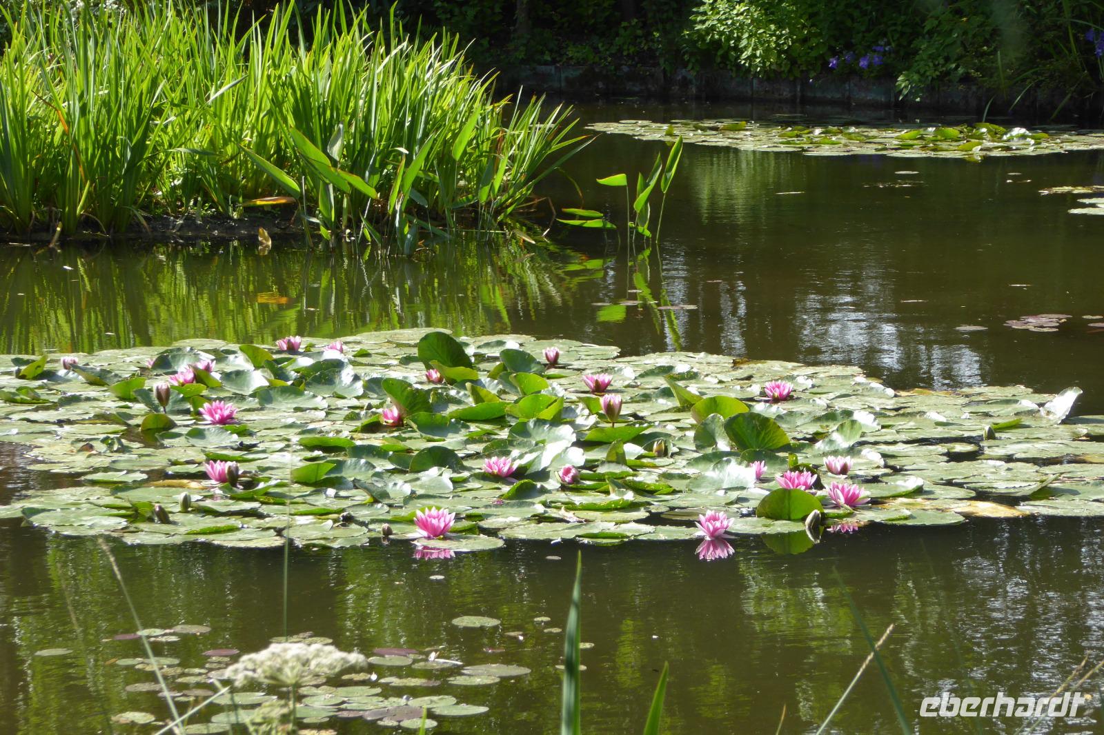 Tag 3 Giverny, Garten von Monet  &ndash; &copy; Gabriele Sauer (Eberhardt TRAVEL)