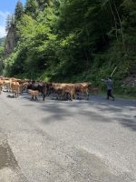 Kuhherde, Georgien &ndash; &copy; Maria Feibig (Eberhardt TRAVEL)