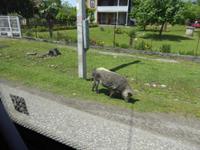 Schwein  &ndash; &copy; Sabine Letzybyll (Eberhardt TRAVEL)