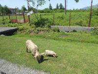Schwein  &ndash; &copy; Sabine Letzybyll (Eberhardt TRAVEL)