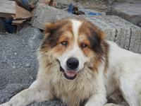 Hund &ndash; &copy; Sabine Letzybyll (Eberhardt TRAVEL)