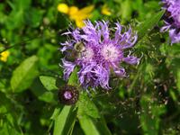 Wildbiene &ndash; &copy; Sabine Letzybyll (Eberhardt TRAVEL)