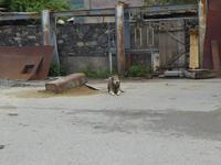 Hund &ndash; &copy; Sabine Letzybyll (Eberhardt TRAVEL)