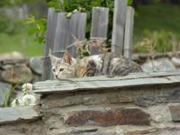 Katze &ndash; &copy; Sabine Letzybyll (Eberhardt TRAVEL)