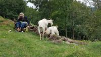 Georgien, Ziegenhirte &ndash; &copy; Ria Heilmann (Eberhardt TRAVEL)