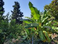 Festos - Bananen-Baum &ndash; &copy; Katrin Deutschbein (Eberhardt TRAVEL)